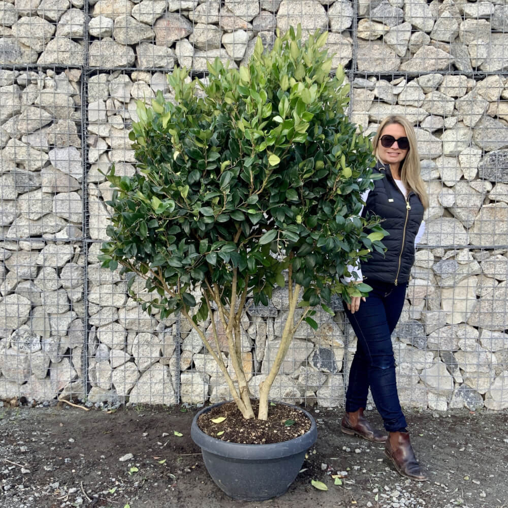 Ligustrum Texanum Floating Clouds Archives Sutton Manor Nursery