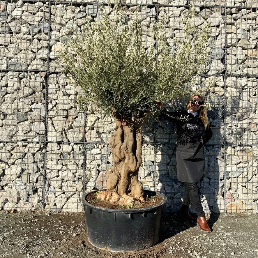 Gnarled Multi Stems Xxl Low Bowl Olive Trees Archives Page Of