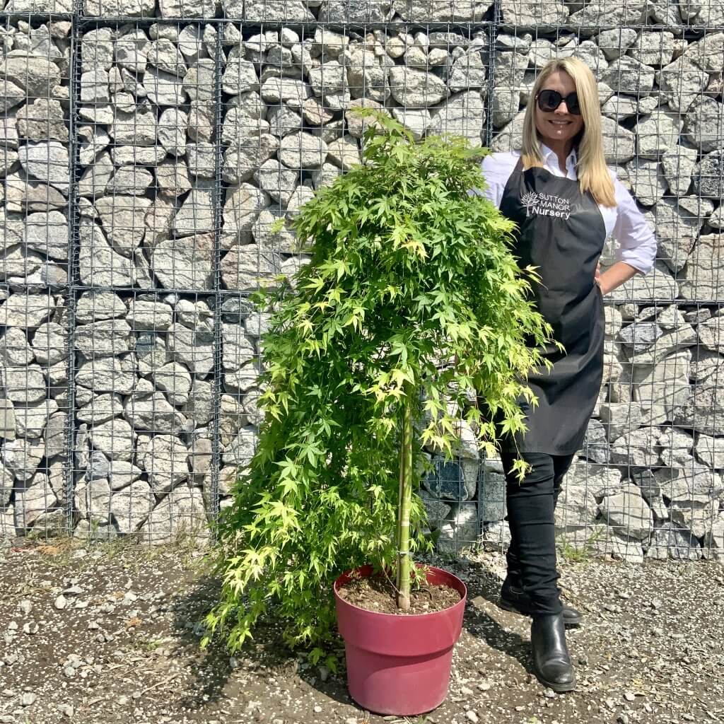 Acer Palmatum Ryusen Weeping Japanese Maple Tree Sutton Manor Nursery