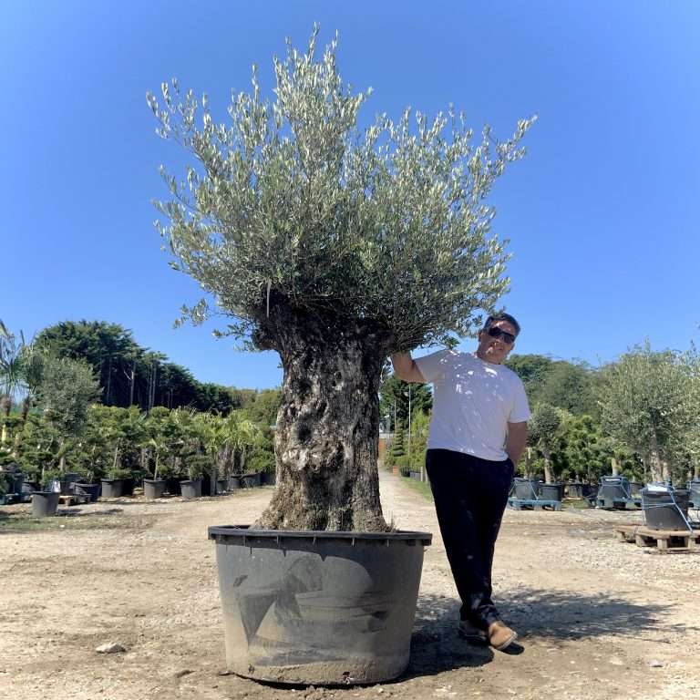 Buy Olive Trees Online Sutton Manor Nursery