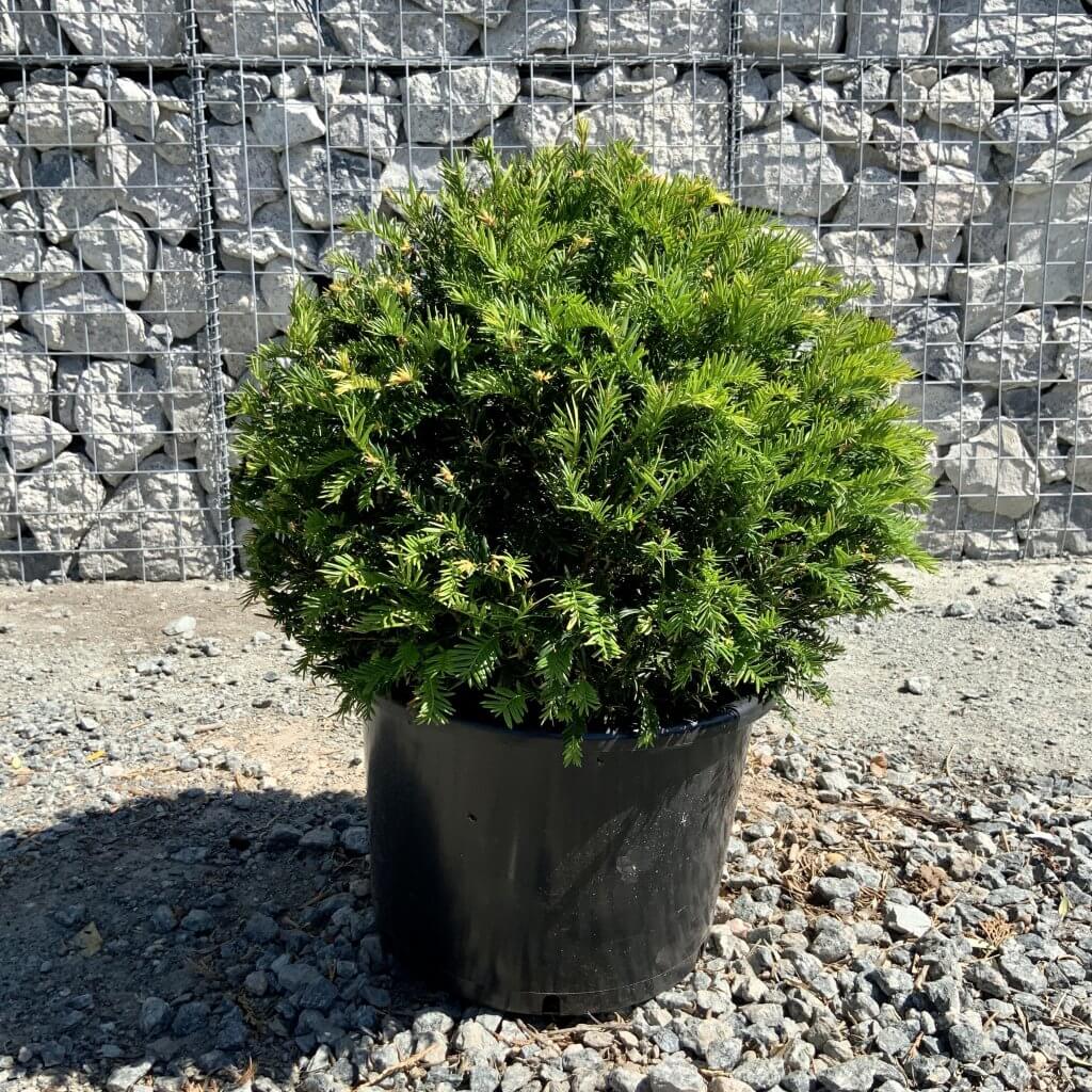 Taxus Baccata Yew Ball 45-50cm - Sutton Manor Nursery