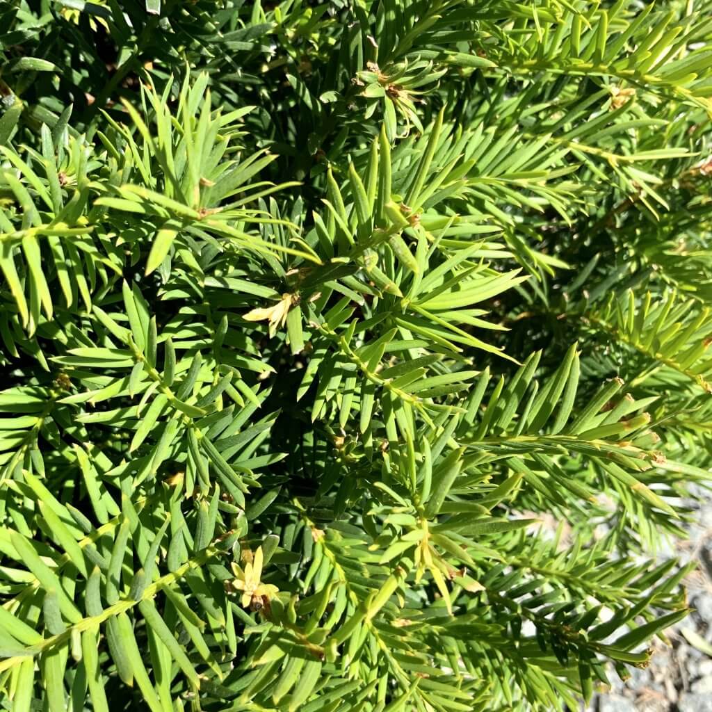 Taxus Baccata Yew Ball 45-50cm - Sutton Manor Nursery