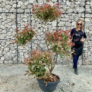 Individual Cloud Pom Pom Trees Archives Sutton Manor Nursery