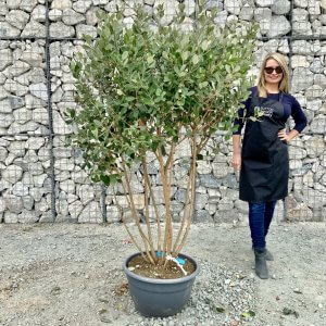 Individual Cloud Pom Pom Trees Archives Sutton Manor Nursery