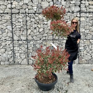 Individual Cloud Pom Pom Trees Archives Sutton Manor Nursery