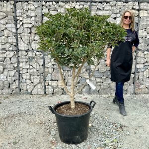 Individual Cloud Pom Pom Trees Archives Sutton Manor Nursery