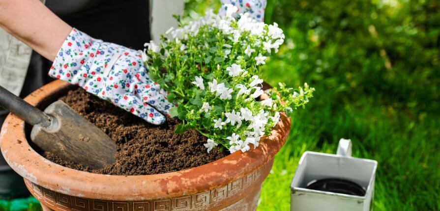 How to Care for Potted Plants - Potted Plants