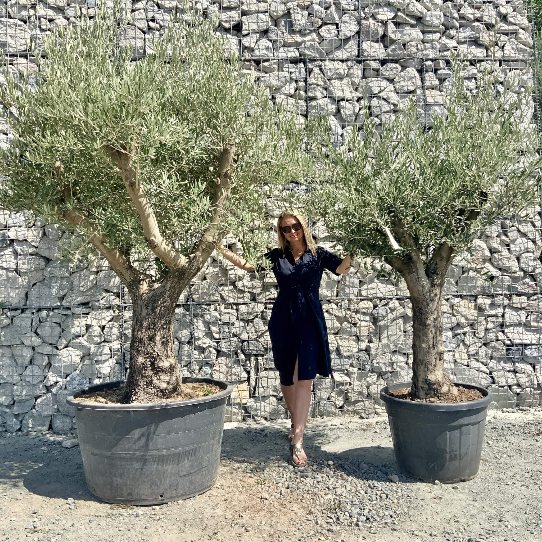 buy-olive-trees-uk-for-sale-online-wide-range