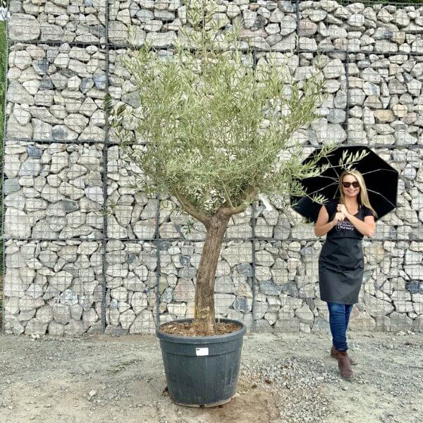 Buy Olive Trees UK | For Sale Online | Wide Range