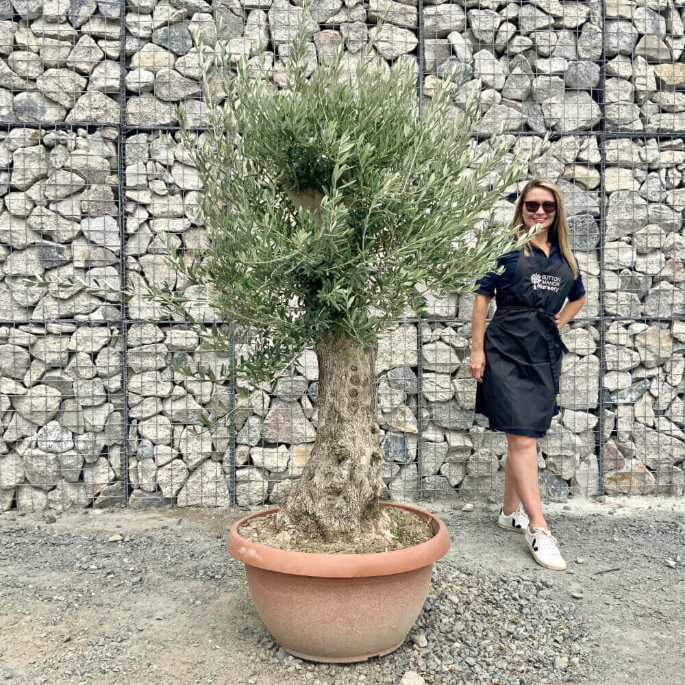 Gnarled Patio Pot Olive Trees Archives - Sutton Manor Nursery