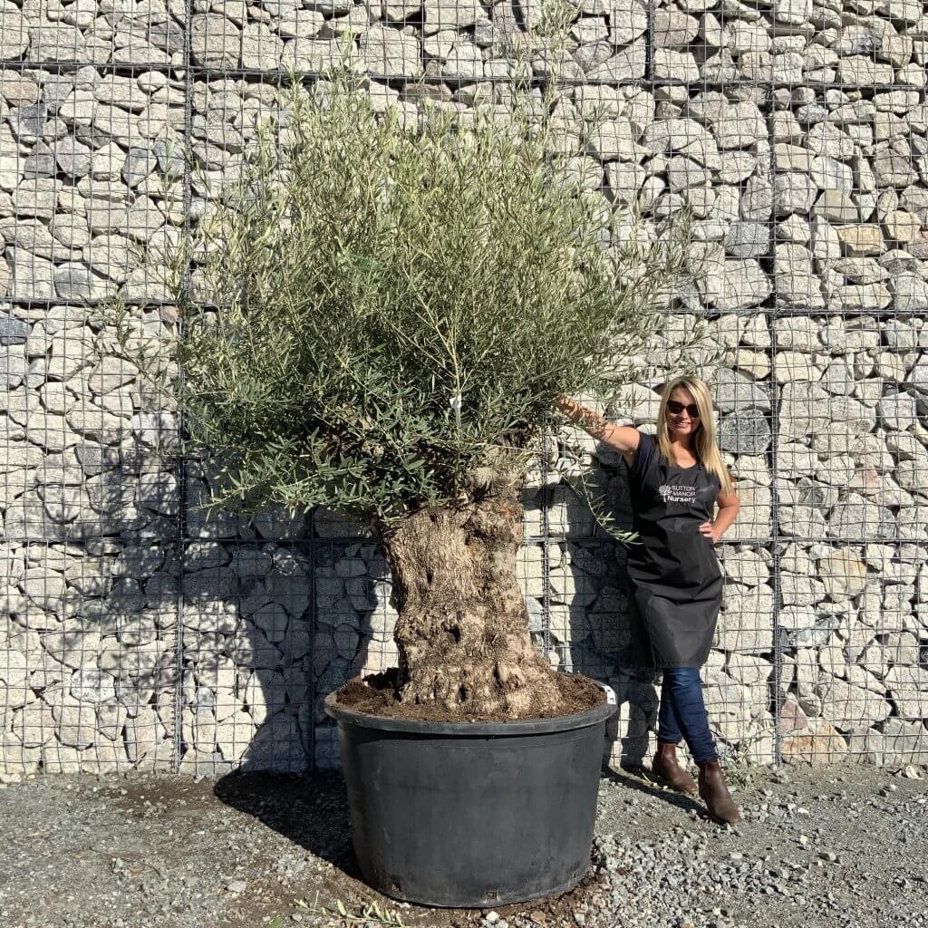 Buy Olive Trees UK | For Sale Online | Wide Range