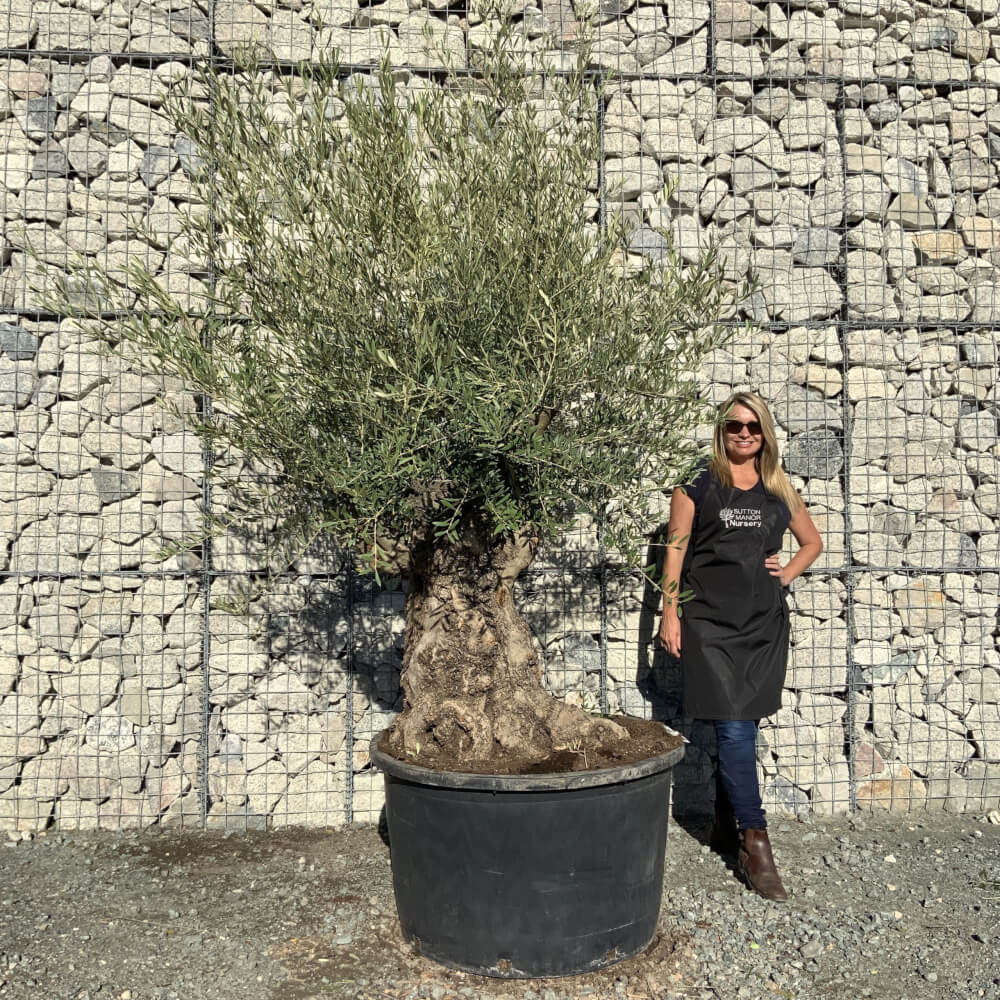 Buy Olive Trees UK | For Sale Online | Wide Range