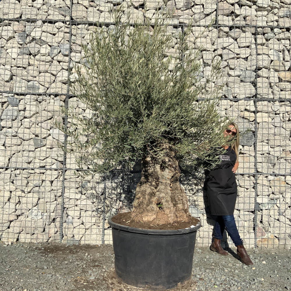 Buy Olive Trees UK | For Sale Online | Wide Range