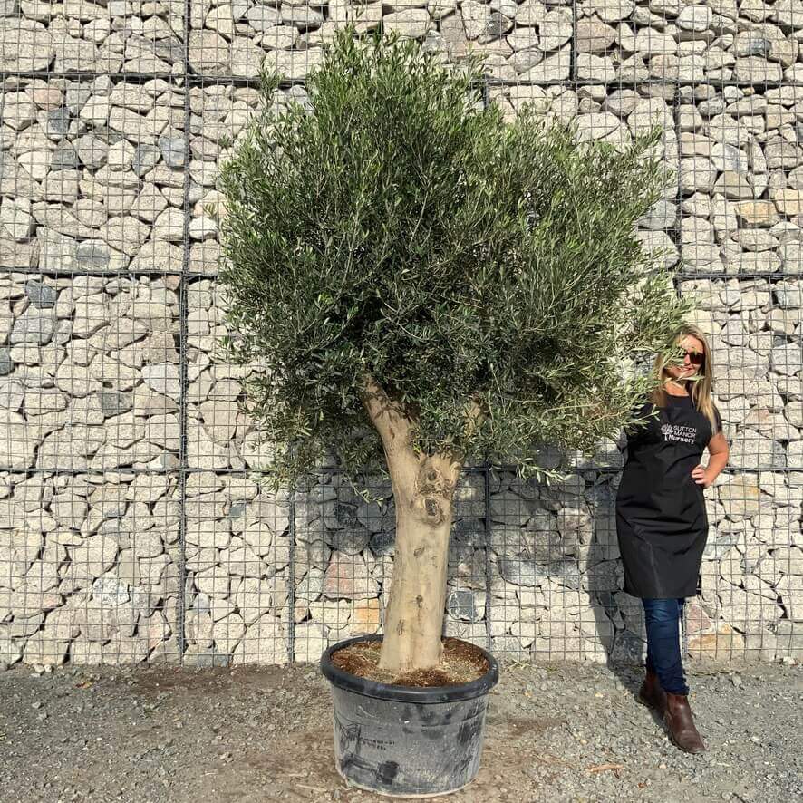 Buy Tuscan Olive Trees UK | For Sale Online | Wide Range