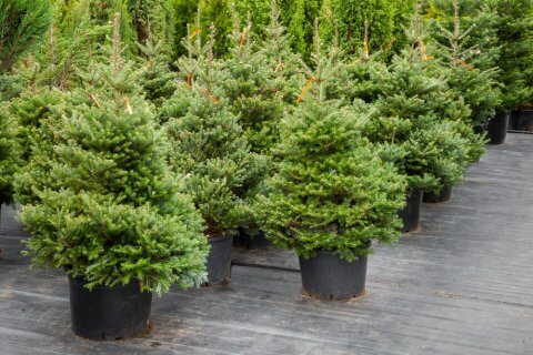 Seasonal Planting Tips with Garden Pots - garden christmas tree