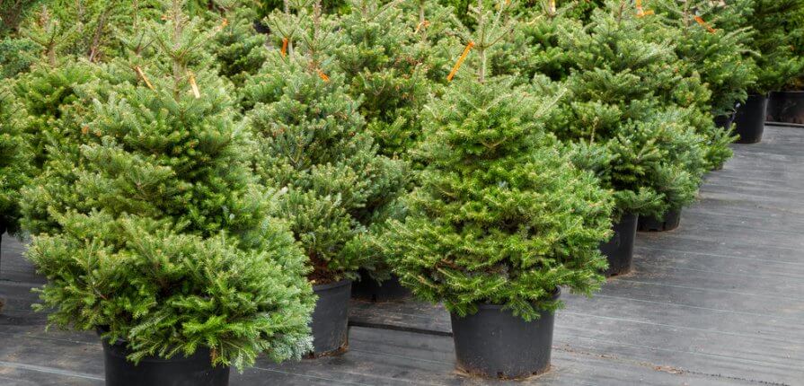 Seasonal Planting Tips with Garden Pots - garden christmas tree