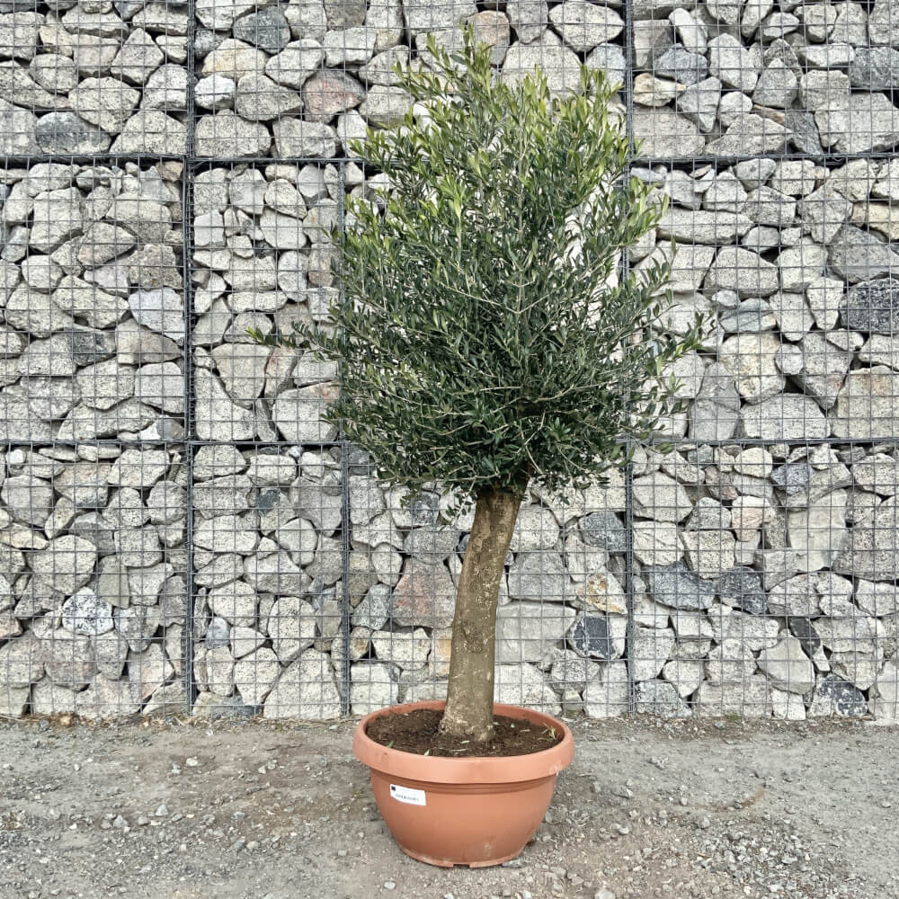 Tuscan Olive Tree XXL Natural Crown (In Patio Pot) 1.70 – 1.80 CM ...