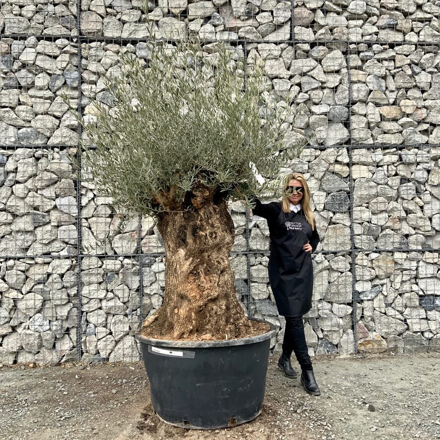 Gnarled Olive Trees XXL Archives - Sutton Manor Nursery