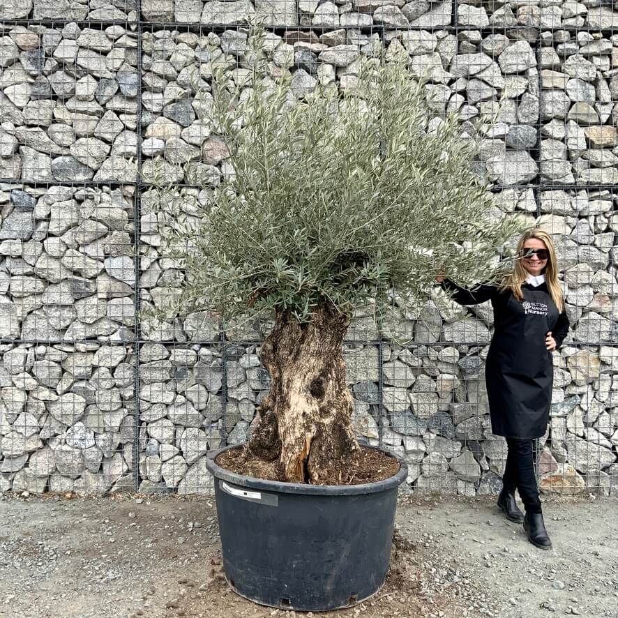 Gnarled Olive Trees XXL Archives - Sutton Manor Nursery