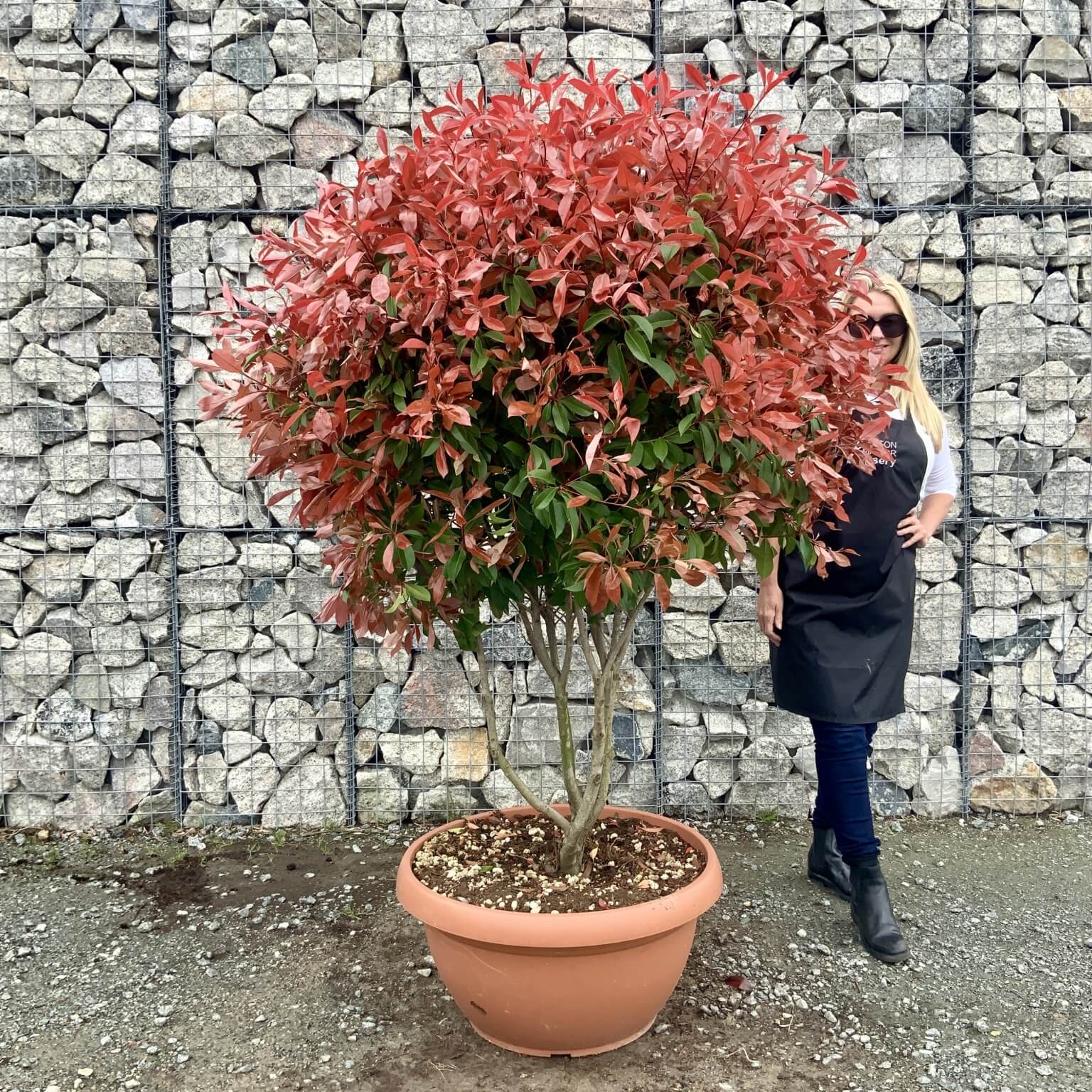 Cloud Trees, Floating Cloud & Pom Pom Trees Archives - Sutton Manor Nursery