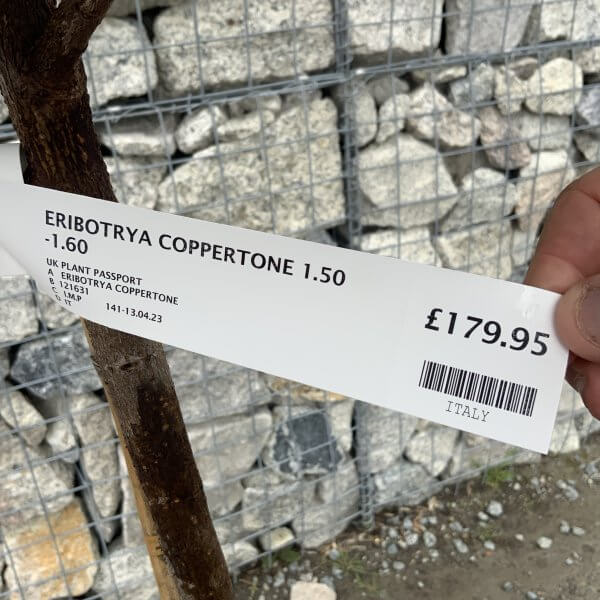 Eriobotryia Deflexa 'Coppertone' (Japonica Loquat) Tree Half Standard 1.50-1.60 M - IMG 4789 scaled
