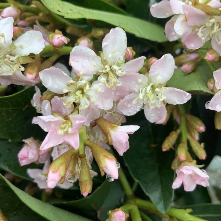 Eriobotryia Deflexa Coppertone Japonica Loquat Tree Half Standard 150 160 M Sutton Manor 