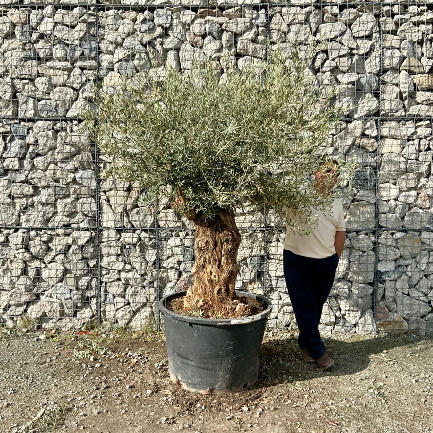 Gnarled Olive Trees XXL Archives - Sutton Manor Nursery