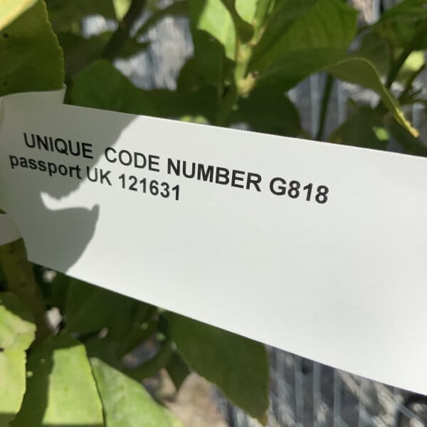 Citrus Lemon Tree Extra Large G818 - 470A1205 DF32 4898 9F84 730F7471C41F scaled
