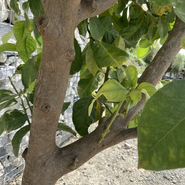 Citrus Lemon Tree Extra Large G840 - 8E963594 8797 4D55 8DFB 0A1A94DFAAB5 1 105 c