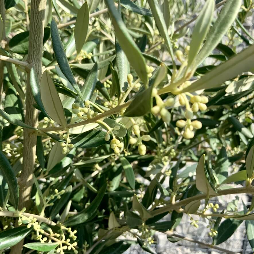 Tuscan Olive Tree (Chunky Trunk Multi Stem) XXL G700 - Sutton Manor Nursery