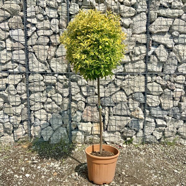 Euonymus Japonicus Half Standard Tree 1.60cm - IMG 6507 scaled