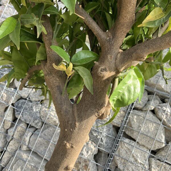 Citrus Manderin Tree Extra Large G796 - IMG 6609 scaled