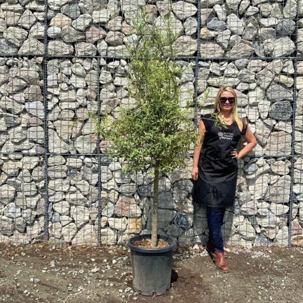 Tuscan Olive Tree Open Crown (Single) 1.70 - 1.90 M - 5 1