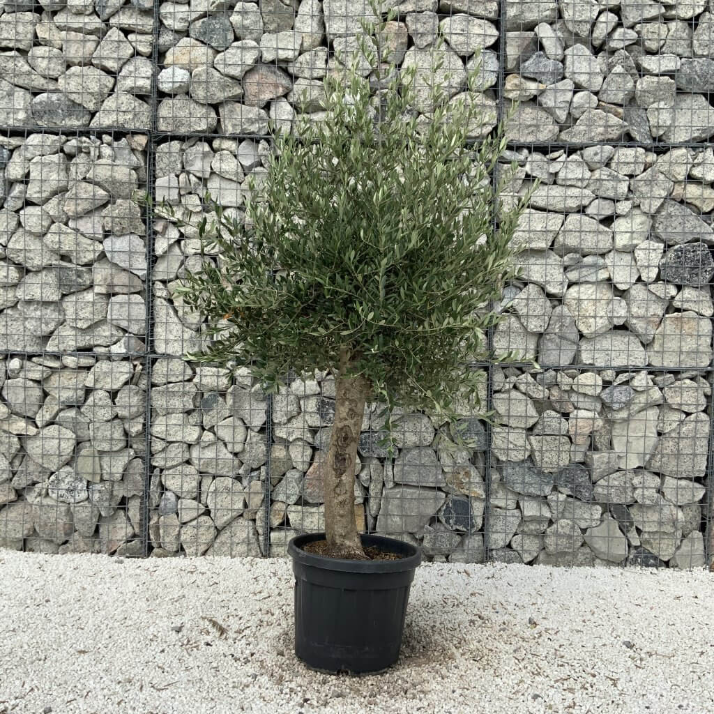 Tuscan Olive Tree XXL 1.90 – 2.10 M (Olea) - Sutton Manor Nursery