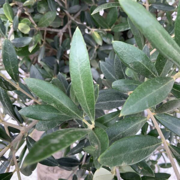 Tuscan Olive Tree XXL 1.90 – 2.10 M (Olea) - B3C6BBFF 241E 4875 B778 12DBAA6F5442 scaled