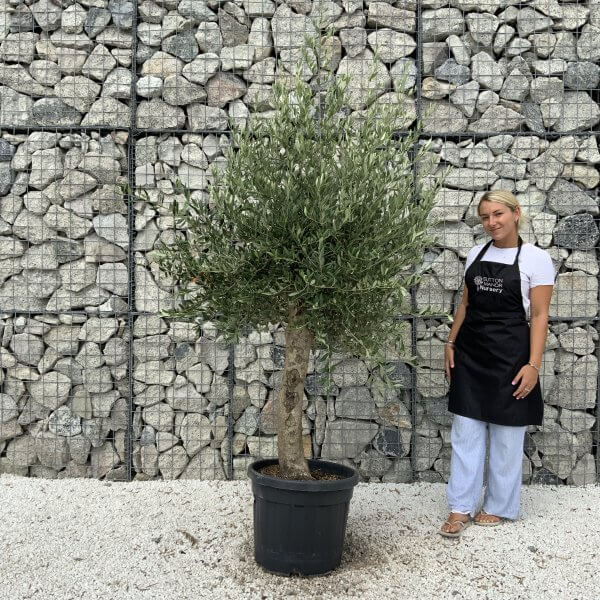 Tuscan Olive Tree XXL 1.90 – 2.10 M (Olea) - D0BE0E3F 3B83 4F16 A731 9E13F7F97172 scaled