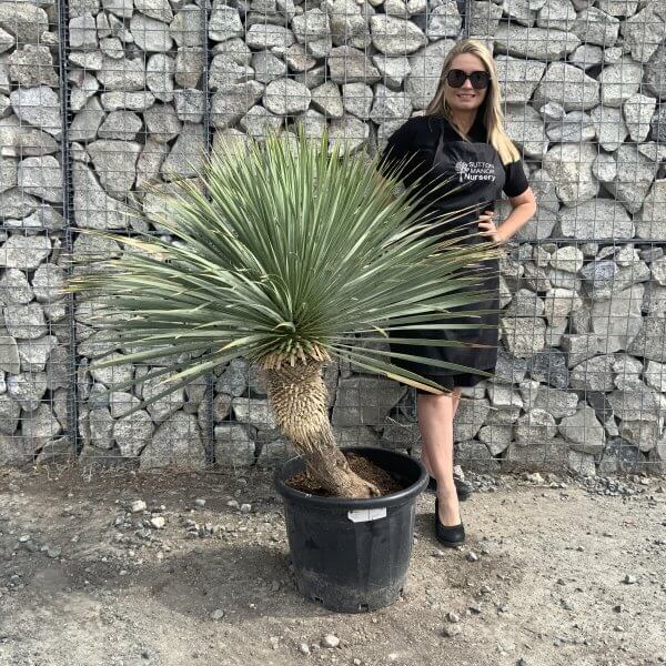 Yucca Rostrata 'Blue Swan' Palm Tree G962 - IMG 7413 scaled