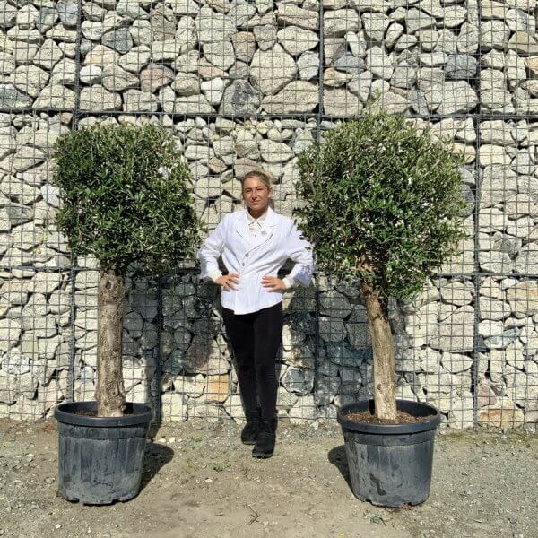 Tuscan Olive Trees (PAIR DEAL) - Topiary Clipped Crown (Spanish) G981 - 0514A3F9 A740 49DD 8AE8 DEB24E5FA302 1 105 c