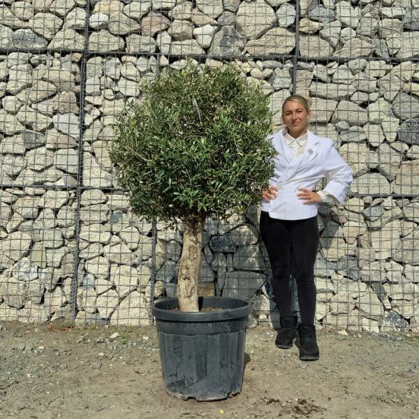 Tuscan Olive Tree - Topiary Clipped Crown (Spanish) G994 - 3018F93D EB24 4AD9 9558 4F3A764C88A2 1 105 c