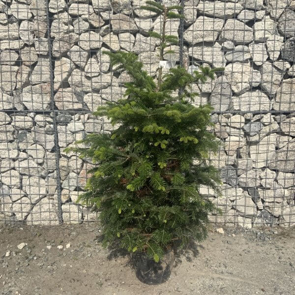Nordmann Fir Pot Grown Christmas Trees (Spruce) G970 - 67C1112F 16FD 430E 9F6E 363850EAB889 1 105 c
