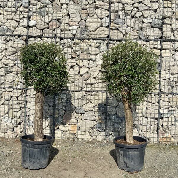 Tuscan Olive Trees (PAIR DEAL) - Topiary Clipped Crown (Spanish) G981 - 85375B34 5978 41FF 92D1 5F4E56D843BC 1 105 c
