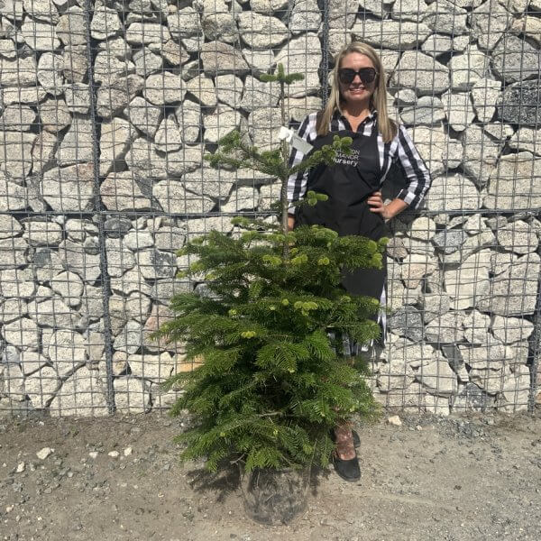 Nordmann Fir Pot Grown Christmas Trees (Spruce) G976 - C0885B98 37D4 4124 901E 070822BA0348 1 105 c