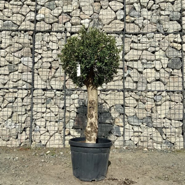 Tuscan Olive Tree - Topiary Clipped Crown (Spanish) G990 - E453BC67 D21A 4C36 9FAB BB87A621CDB5 1 105 c