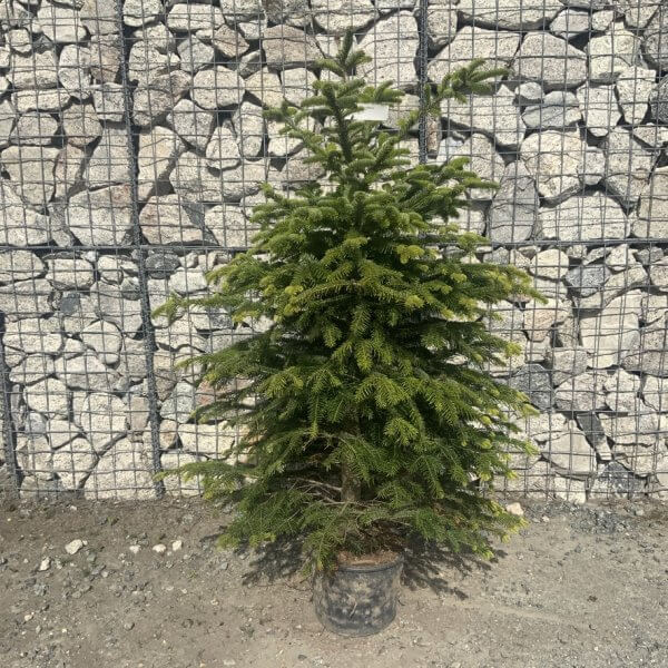 Nordmann Fir Pot Grown Christmas Trees (Spruce) G974 - F3D0CF52 1BAC 4604 BD0F 7C6875666E7D 1 105 c