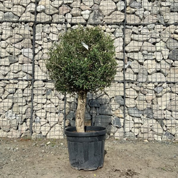 Tuscan Olive Tree - Topiary Clipped Crown (Spanish) G994 - F4AD1AE7 D6CA 4C4F BD16 56B1CD7034E2 1 105 c
