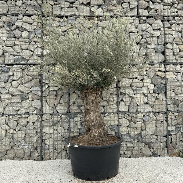 Gnarled Olive Tree XXL (Ancient) H330 - 02B7849D 415E 4C8B 8835 B60472B1A832 scaled
