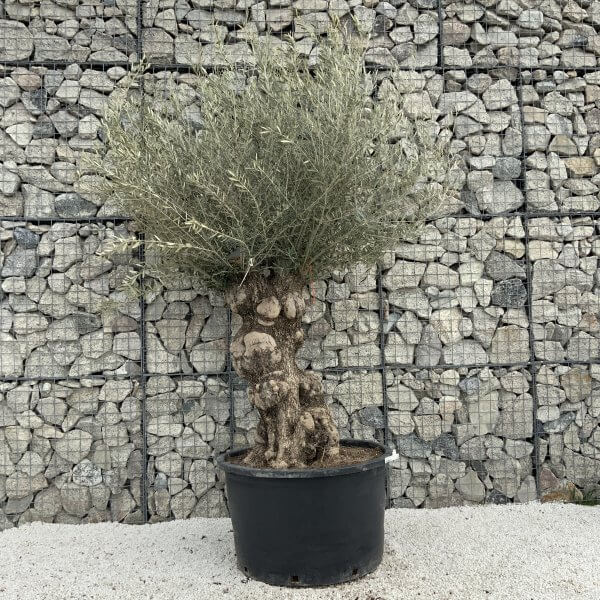 Gnarled Olive Tree XXL (Ancient) H329 - 109E5774 E65A 4BBE 85A9 9D9B2DF524AE scaled