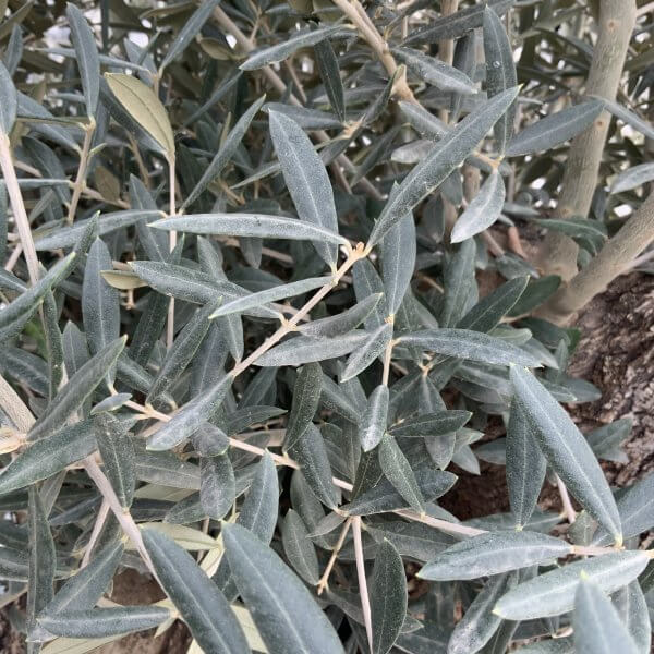 Gnarled Olive Tree XXL (Ancient) H303 - 2CF27F07 760A 4A8F B4A0 1ACDEBDD514C scaled