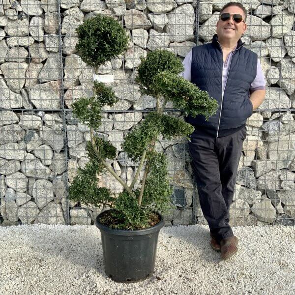 Ilex Crenata Kinme Cloud Tree H211 - 3225159E F602 4651 B0B3 D5EB4F02DB4A scaled