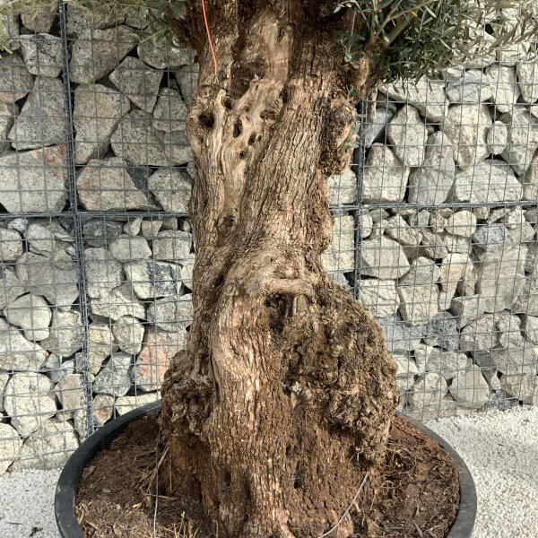 Gnarled Olive Tree XXL (Ancient) H336 - 386D10BE 31A6 4B45 9454 FE8881490D58 scaled